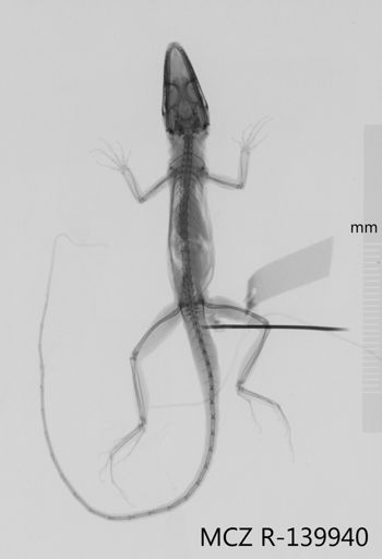 Media type: image;   Herpetology R-139940 Aspect: dorsoventral x-ray